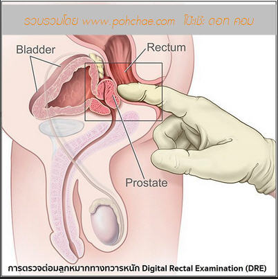 Anatomy Of Anal Sex